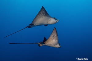 Eagle Ray Couple
Nikon D80 with Tamron SP AF 17-50mm f/2... by Margriet Tilstra 